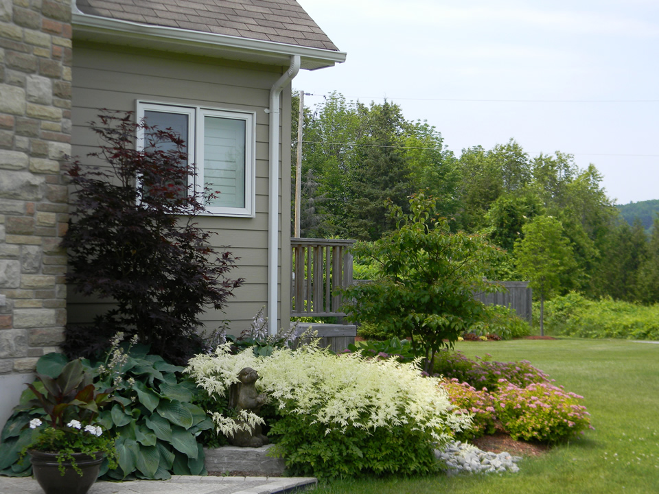 White astilbe, hosta, Japanese maple