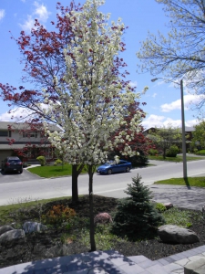 Chanticleer pear tree in bloom