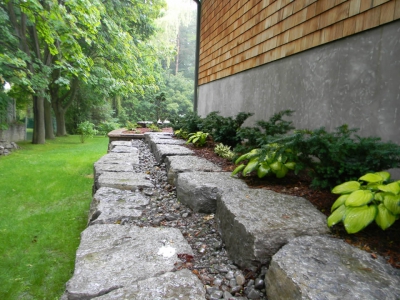 Hosta and dense yew