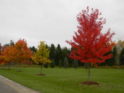 Autumn blaze maple tree