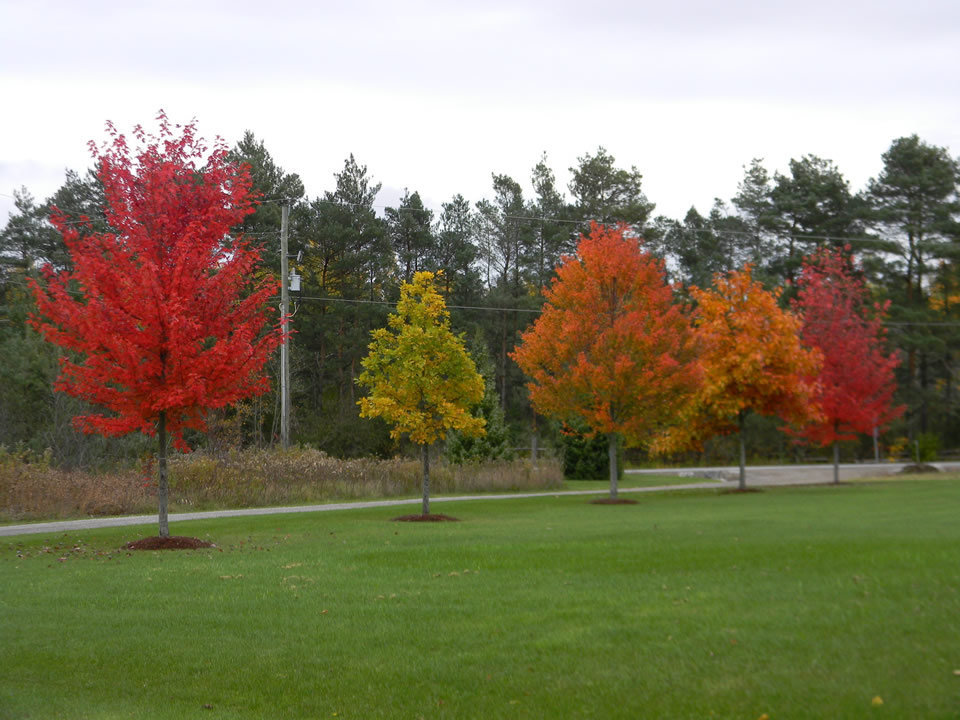 Colourful maple and oak trees