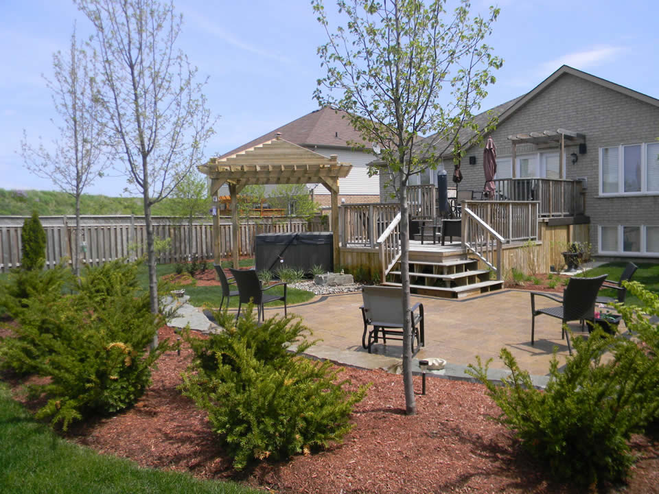 Dense yews around backyard patio