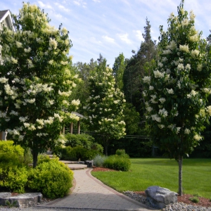 Flowering Ivory Silk trees with stone walkway