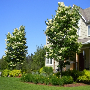 Ivory Silk Trees in bloom with garden