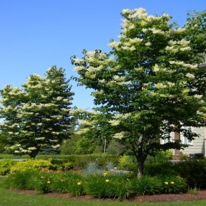 Ivory Silk trees in bloom with Stella d'oro daylillies