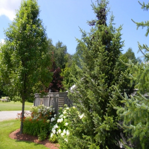 Serbian Spruce Trees with Annabelle Hydrangea, Lillies and Ornamental Pear Tree