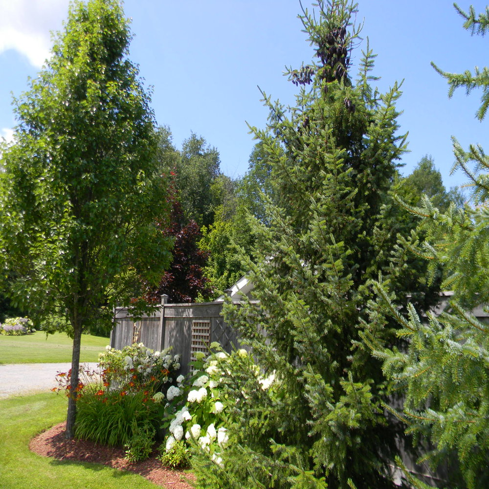 Serbian Spruce Trees with Annabelle Hydrangea, Lillies and Ornamental Pear Tree